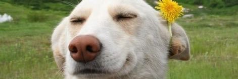 Franosaurio's profile banner image