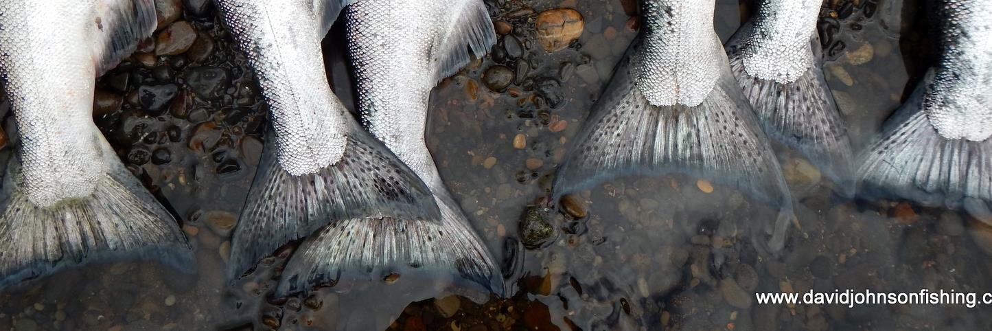 TillamookFishin's profile banner image