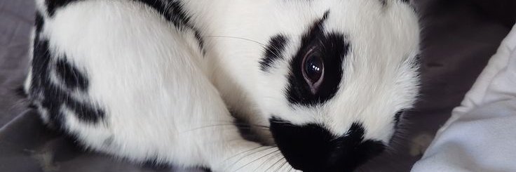 Barryspica's profile banner image