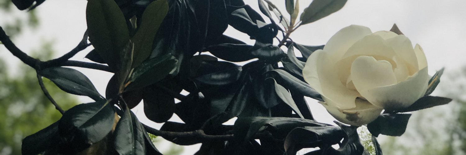janecalex's profile banner image
