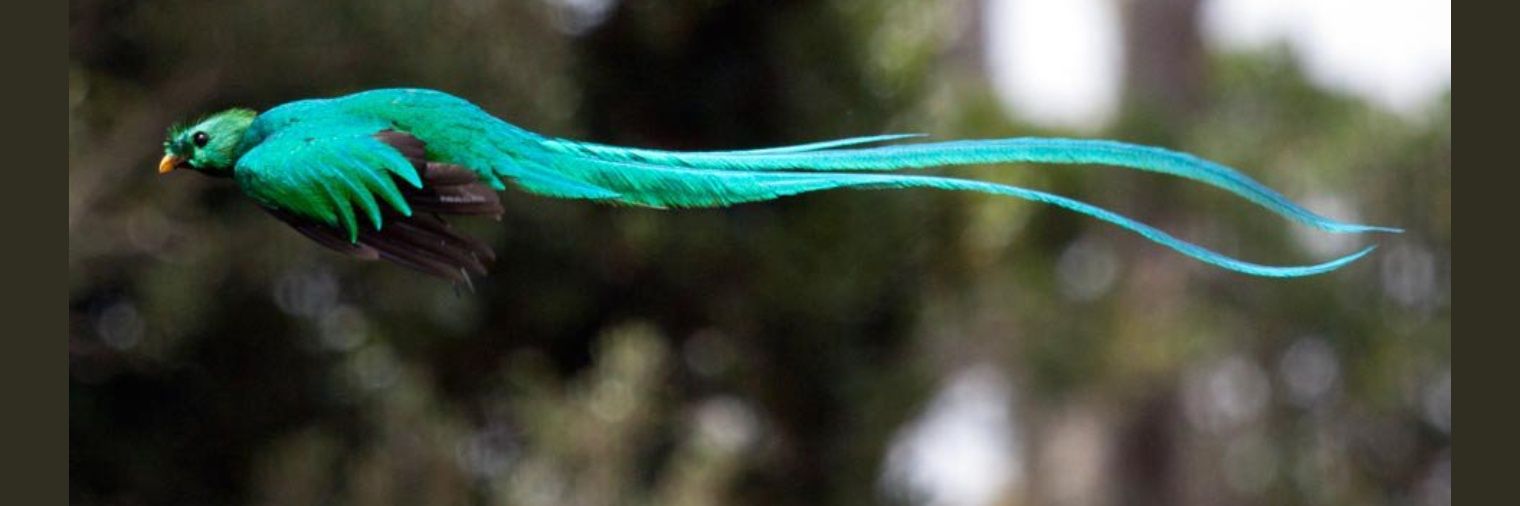 aresiskander's profile banner image