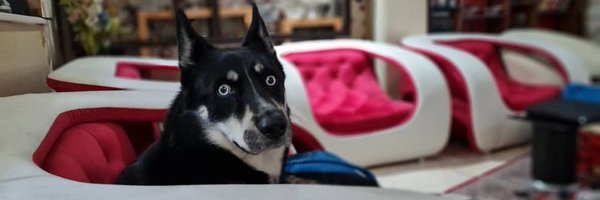 volghan Profile Banner