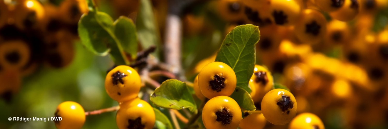 DWD Klima und Umwelt banner