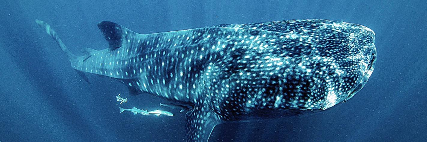 WhaleSharkFest's profile banner image