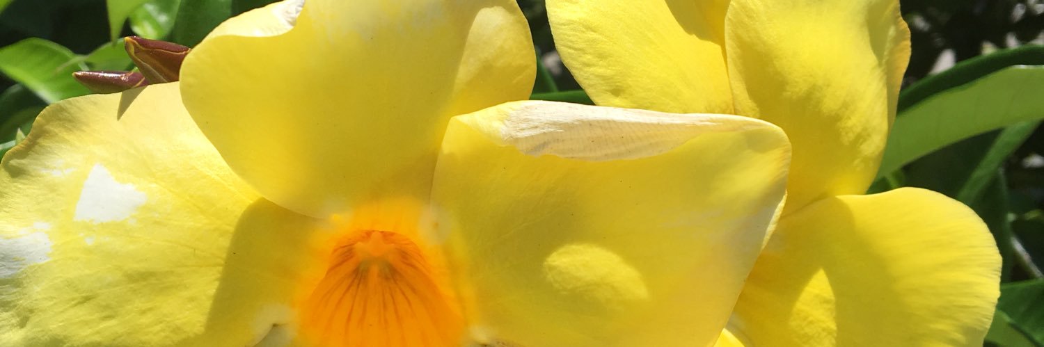 FedeParoli's profile banner image