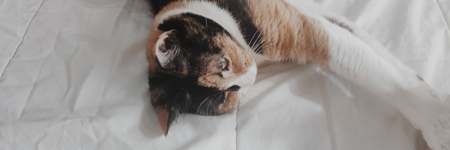 laramb23's profile banner image