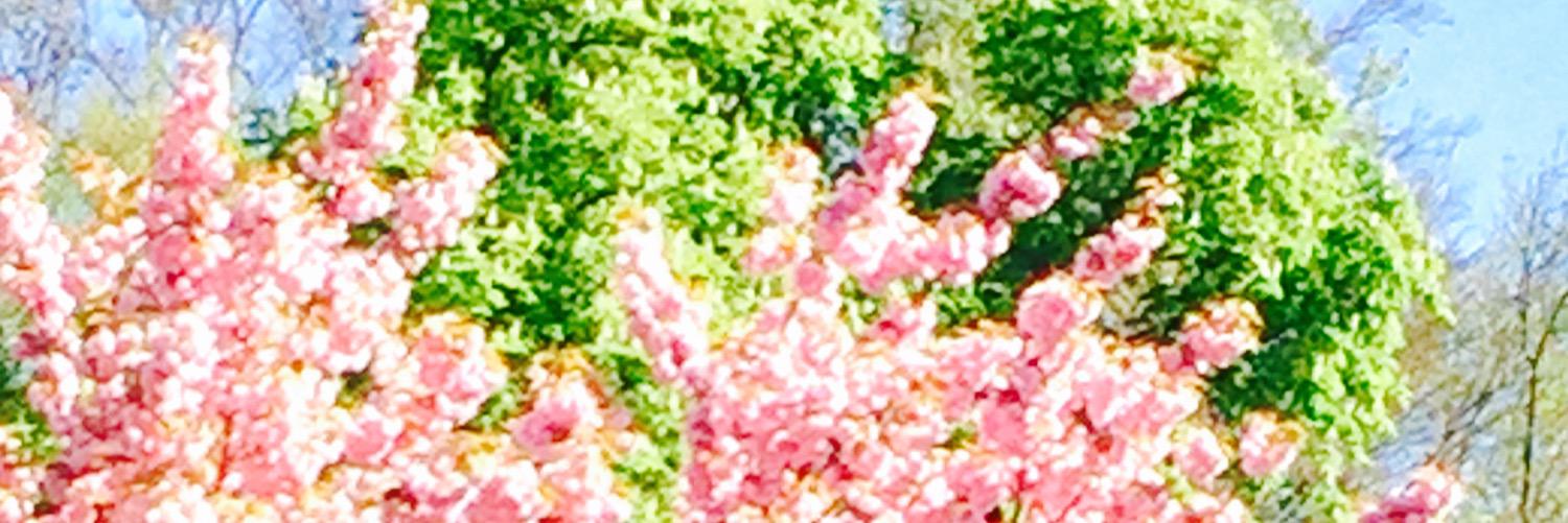 Dsaforever's profile banner image