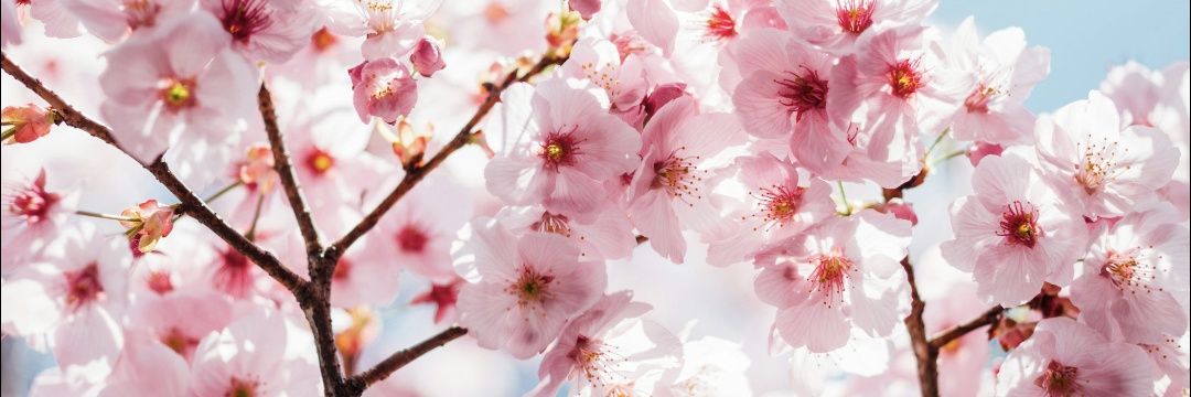 👁️👁️ banner