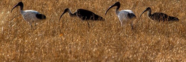 mdfthom Profile Banner