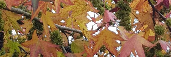 steketeh Profile Banner