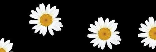 limaflorencia's profile banner image