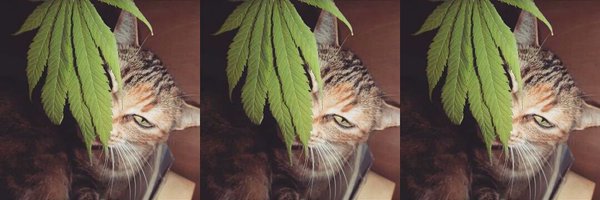 CannaObsession Profile Banner
