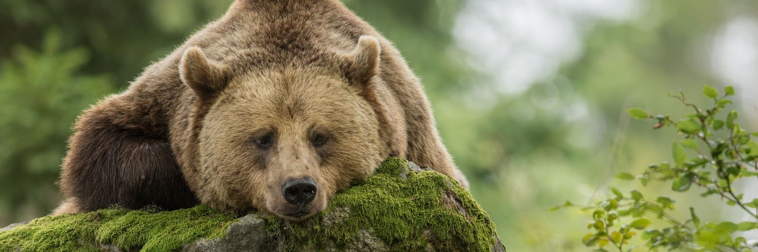 Geert🇧🇪'call me contrarian' banner