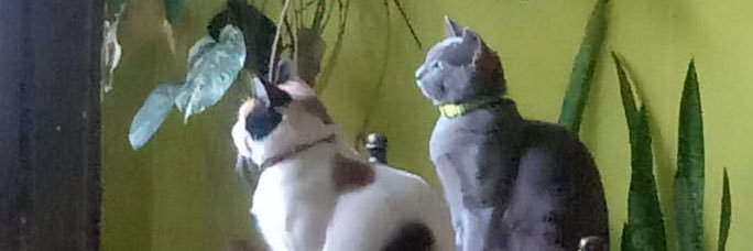 malditobel's profile banner image