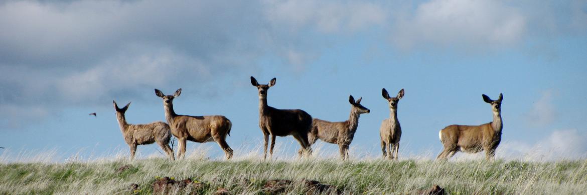 Idaho Fish and Game banner