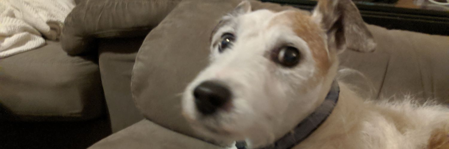 ɯɐɥSɹǝpɐʌuI banner