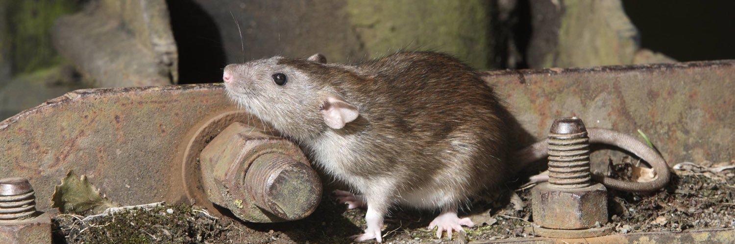 RatPakEng's profile banner image