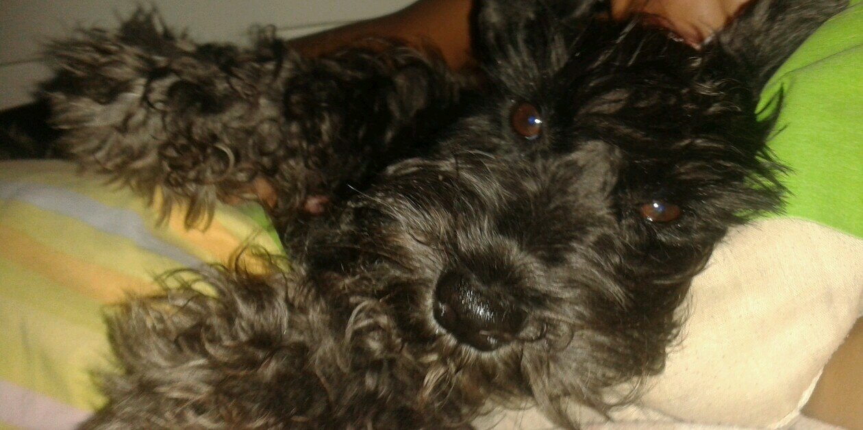 Elluz Elena♡' banner