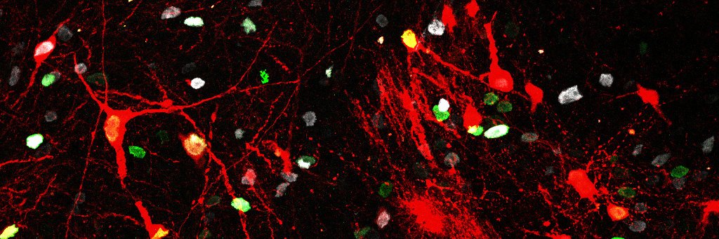 Roberta Schellino banner