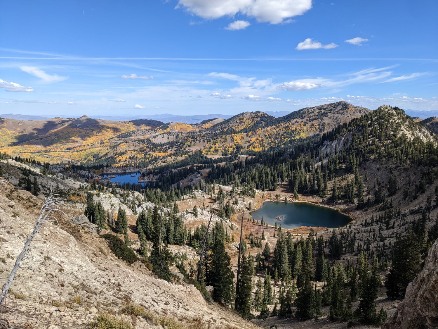 Isabelle Freiling banner