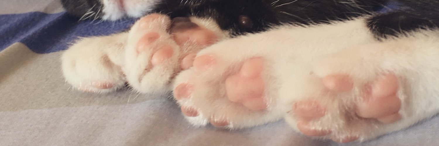 Laura Palmera banner