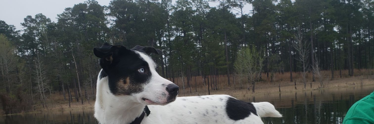 Wyatt banner