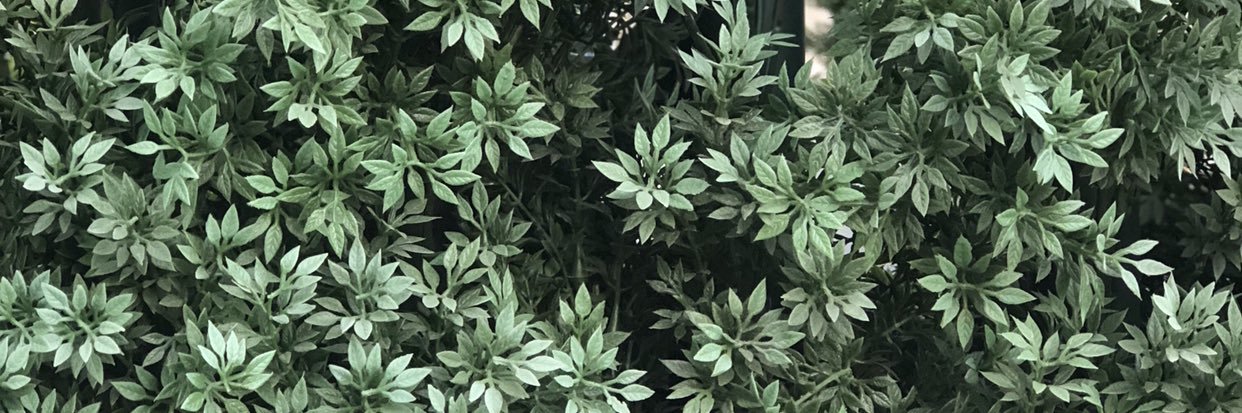 dimdeoliveira's profile banner image