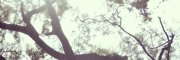 ElPijuy's profile banner image