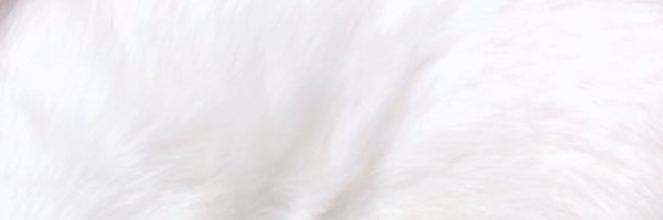 エビな banner