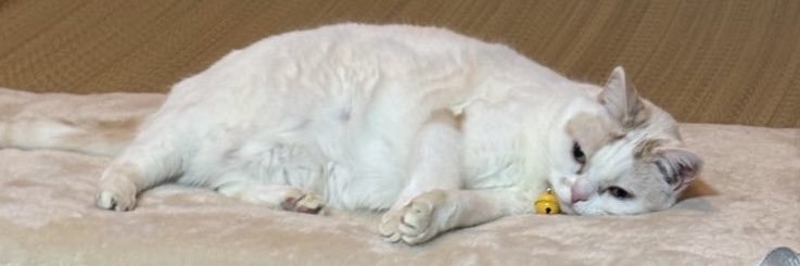 ポリエス太 banner