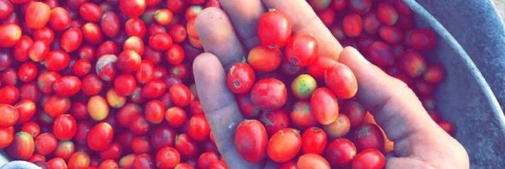 •●|الشدوي 🇸🇦•● banner