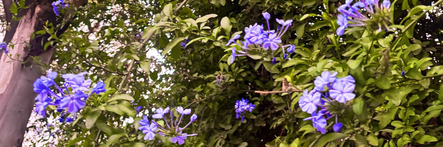 into_paradise's profile banner image