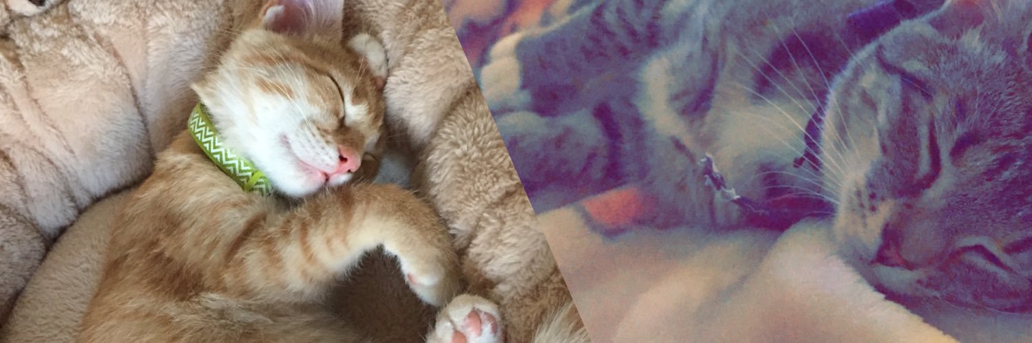 Miss.LolaBunny banner