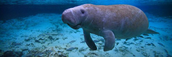 VCSManateeCove Profile Banner