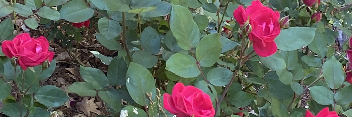 dawn_dowden's profile banner image