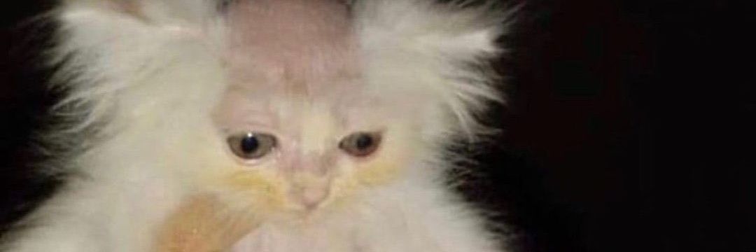 OneBallKilla's profile banner image