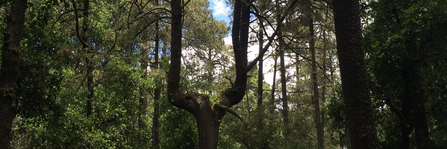 FabiolaSotoF's profile banner image