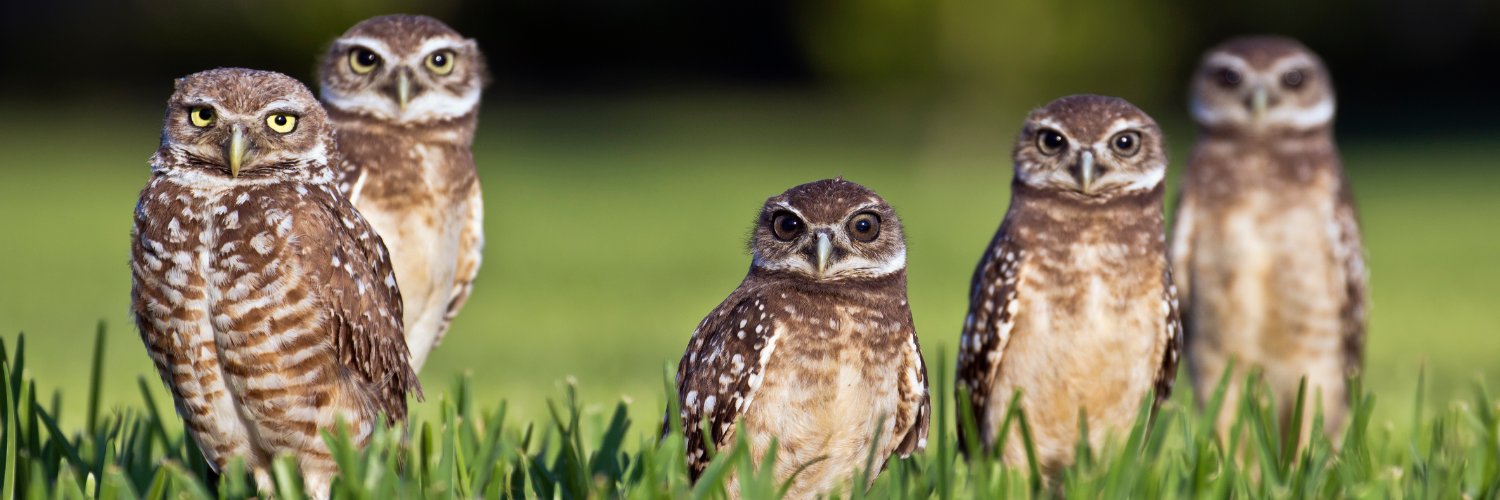 Team Owl banner