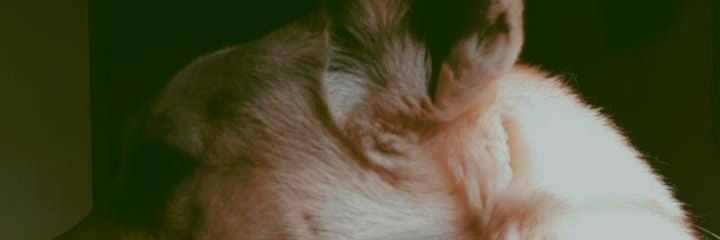 Cittramp's profile banner image