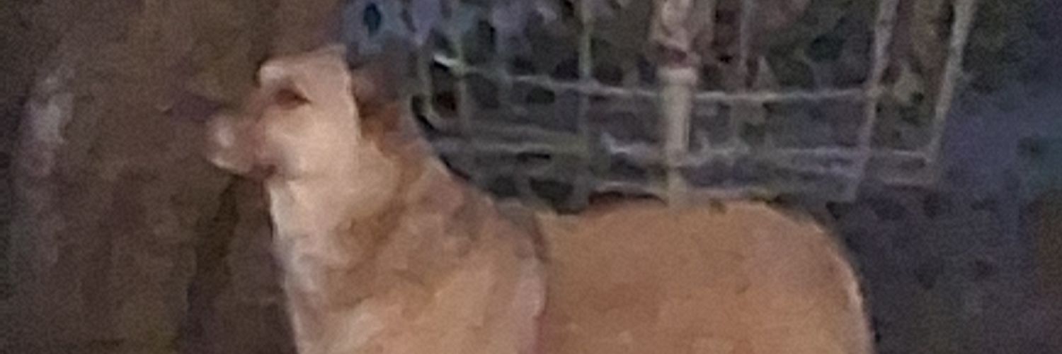 CBayless's profile banner image