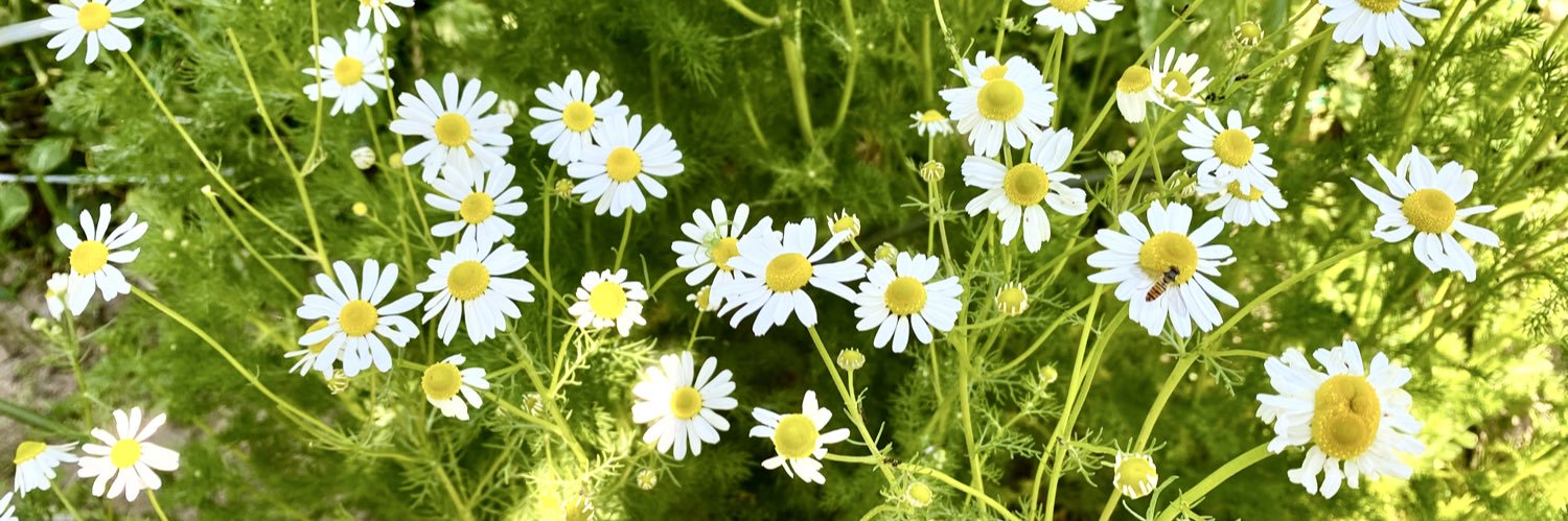 tibicookie's profile banner image