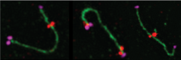 smburgessucd Profile Banner