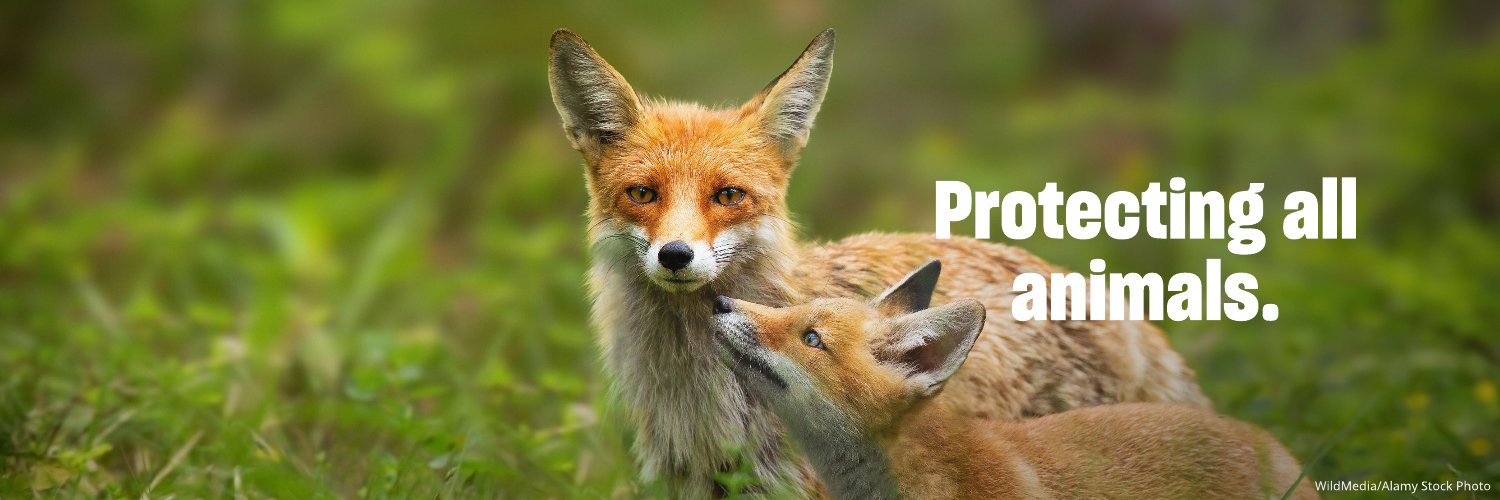 Humane World for Animals UK's banner
