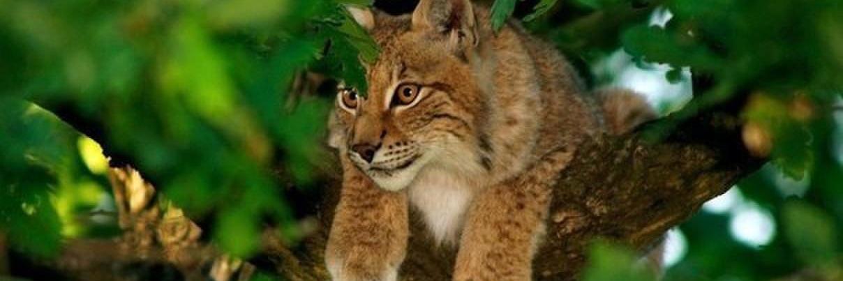 Валентин Илларионови banner