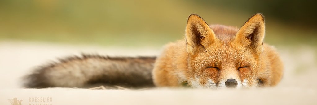 Angel10L's profile banner image