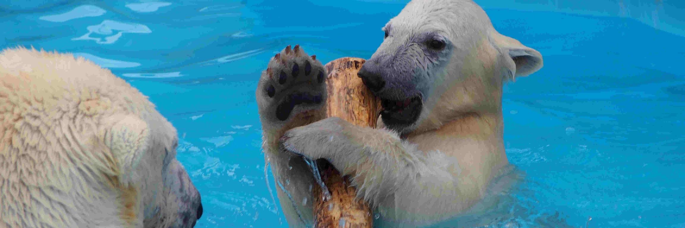 そらまめきなこ banner