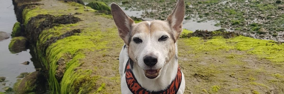 Tommo6592's profile banner image