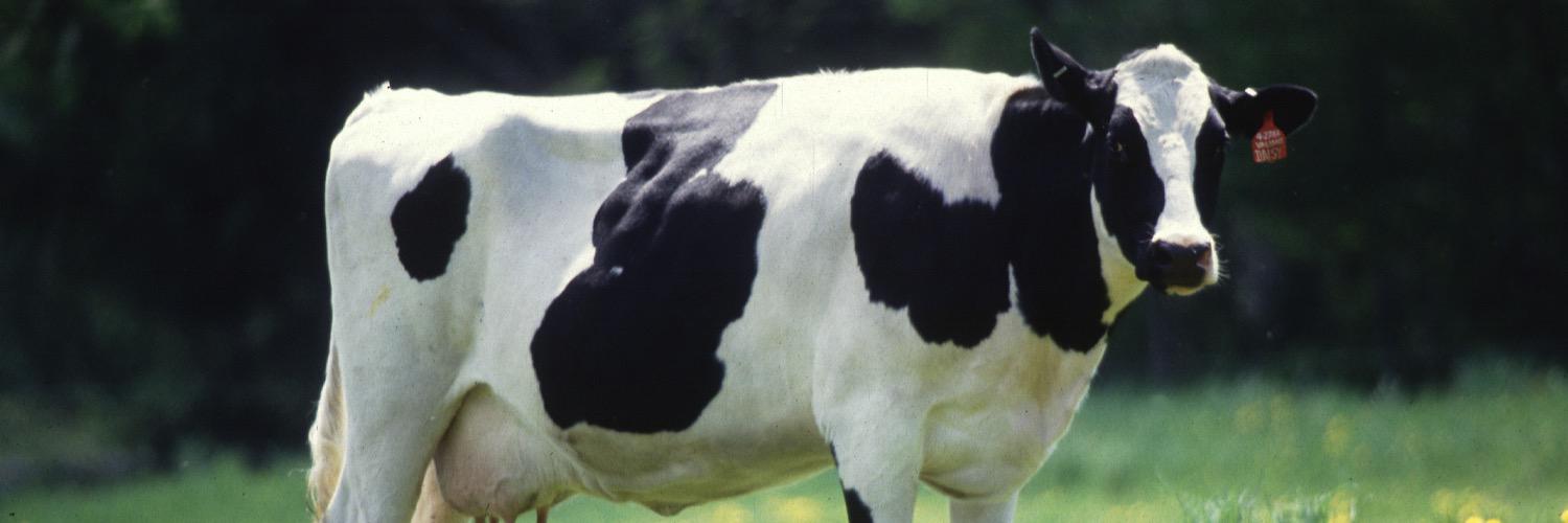 NewHartfordCow's profile banner image