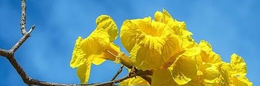 JesusAnFor's profile banner image