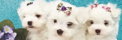 LadyAgathaKP's profile banner image
